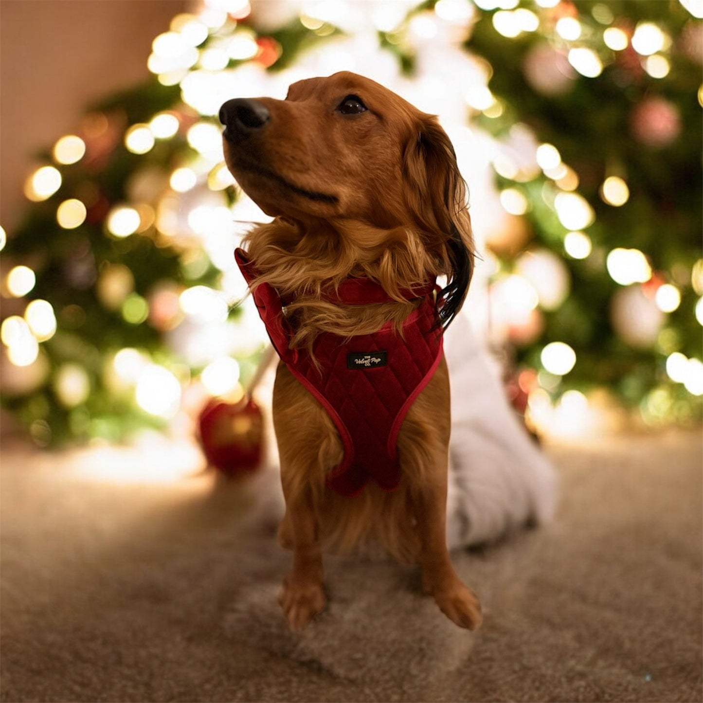 Rich Berry Red Harness Set