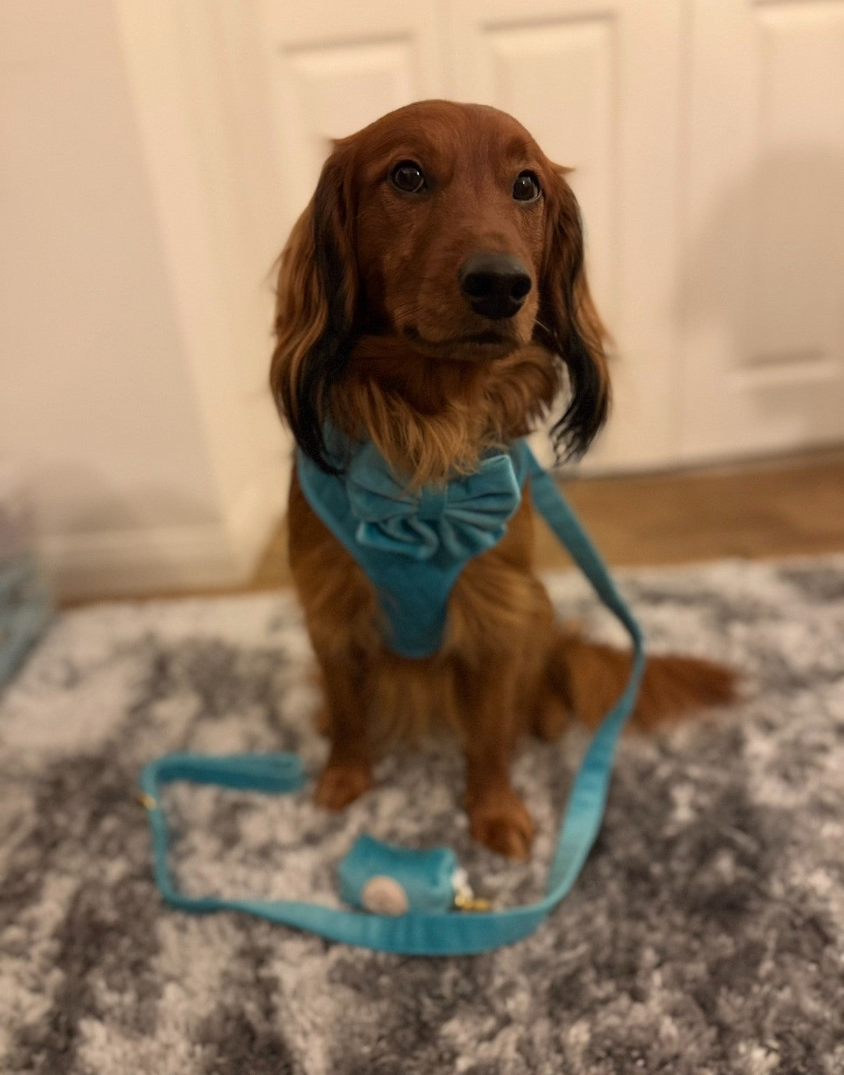 Ocean Mist Harness Set